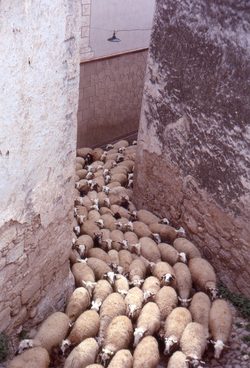Ramat d'ovelles al carrer del Salt