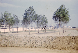 Plantació d'arbres, a l'esquerra l'Escola Manuel de Falla abans del trasllat a la Mina